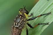 Robber Fly (Dolopus rubrithorax) (Dolopus rubrithorax)
